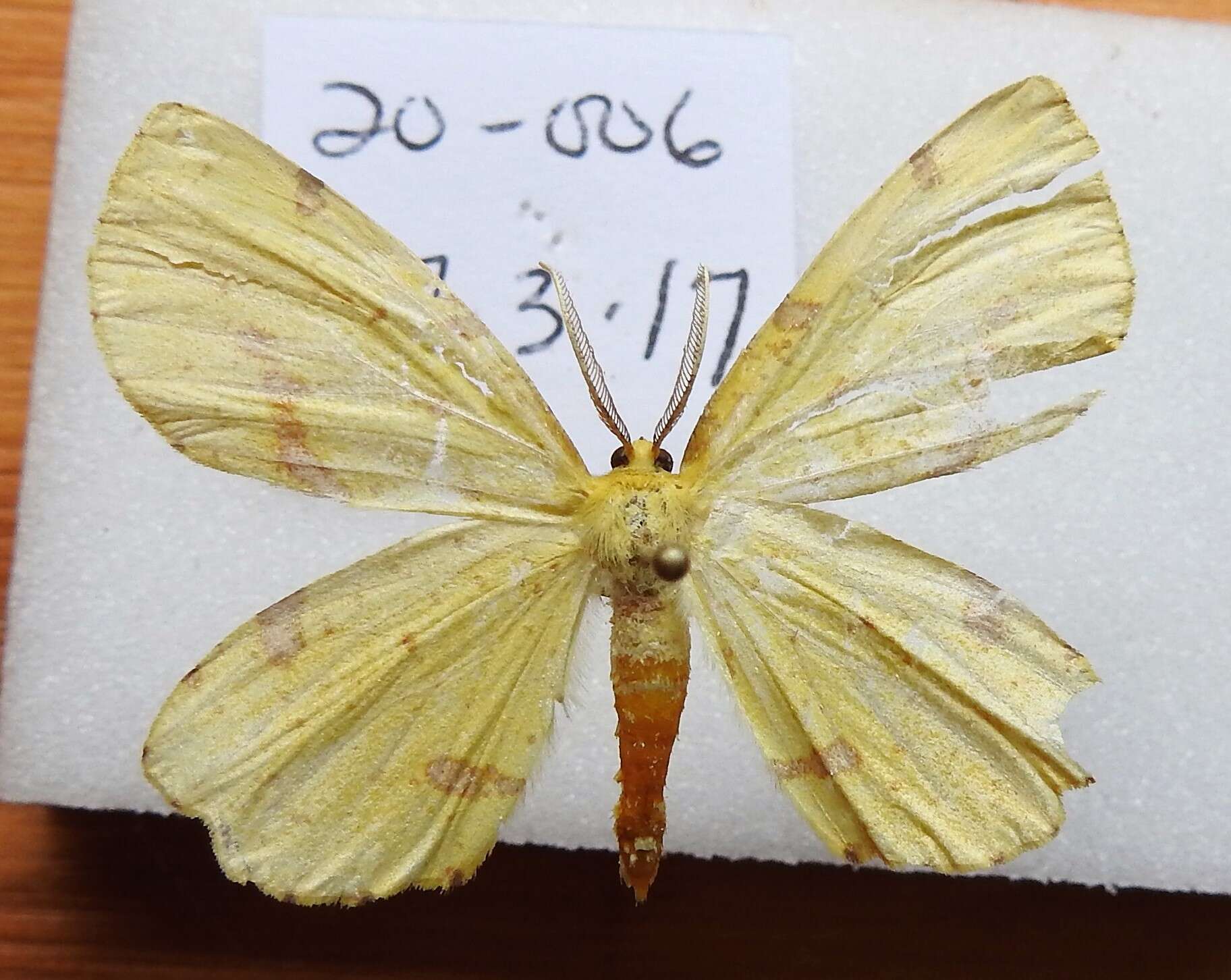 Image of Crocus Geometer Moth