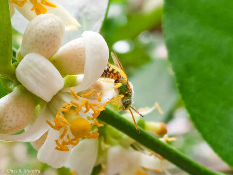 Image of Concave-nosed Striped-Sweat bee
