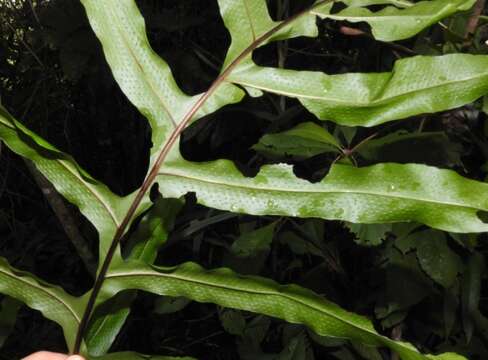 Image of creeping golden polypody