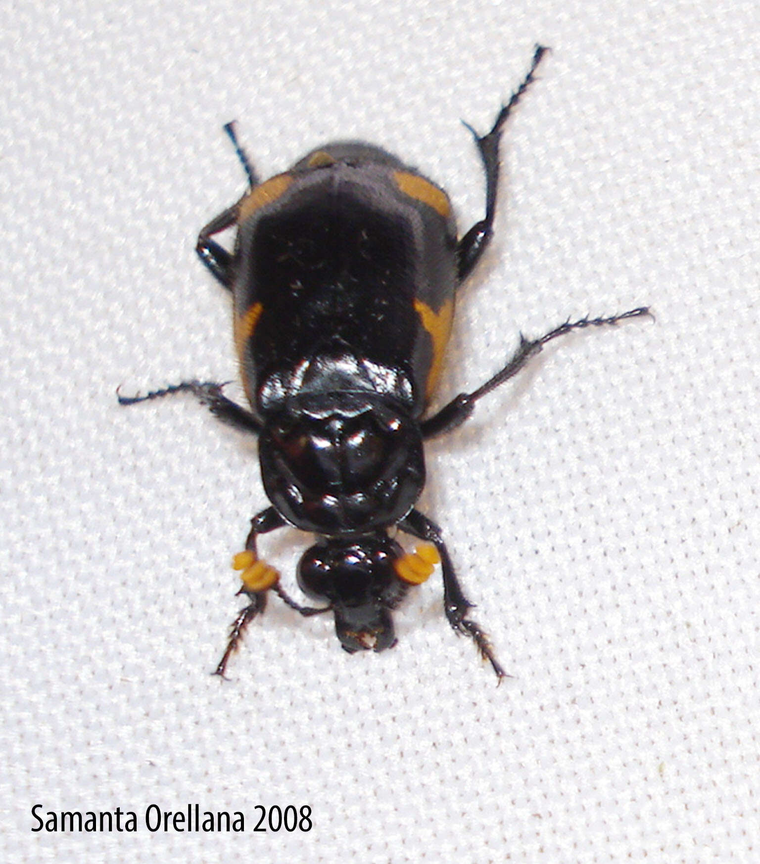 Image of Nicrophorus (Nicrophorus) quadrimaculatus (Matthews & A. 1887)