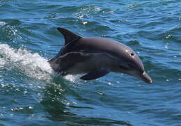 Imagem de Tursiops Gervais 1855