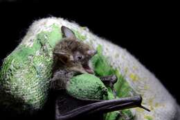 Image of Pond Bat