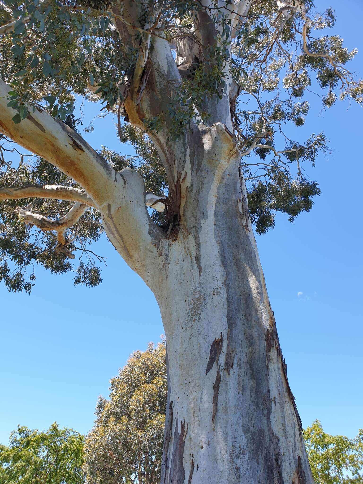 Image of Blakely's Red Gum