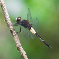 Image of Pseudothemis jorina Förster 1904