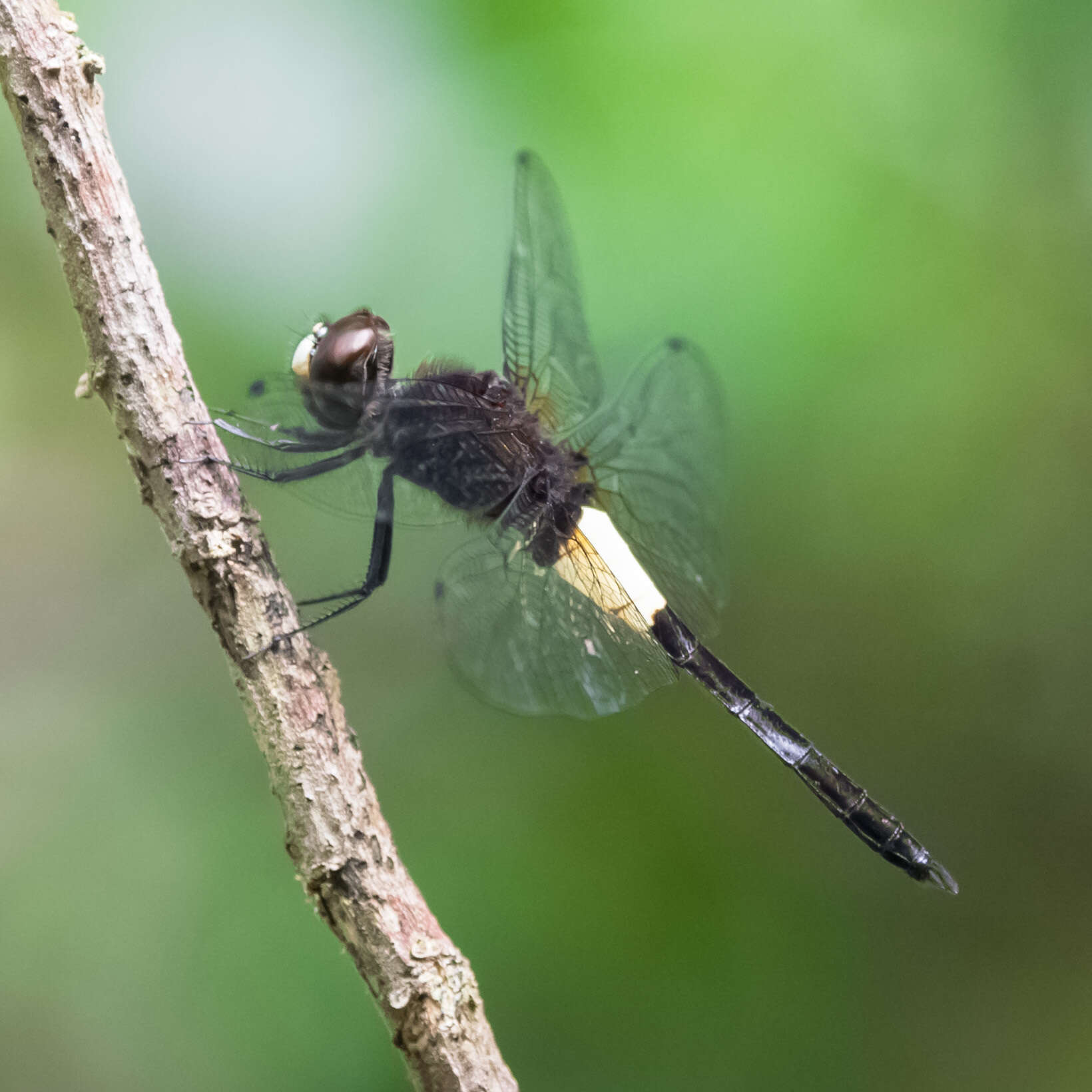 Image of Pseudothemis jorina Förster 1904