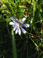 Image of chicory