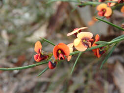 Image of <i>Daviesia ulicifolia</i> subsp. <i>incarnata</i>