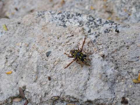 Image of Meromacrus laconicus (Walker 1852)