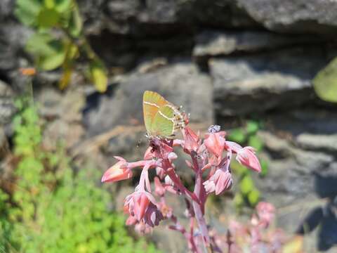 Image of Callophrys xami xami