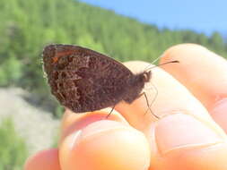 Image of Erebia montanus De Prunner 1798