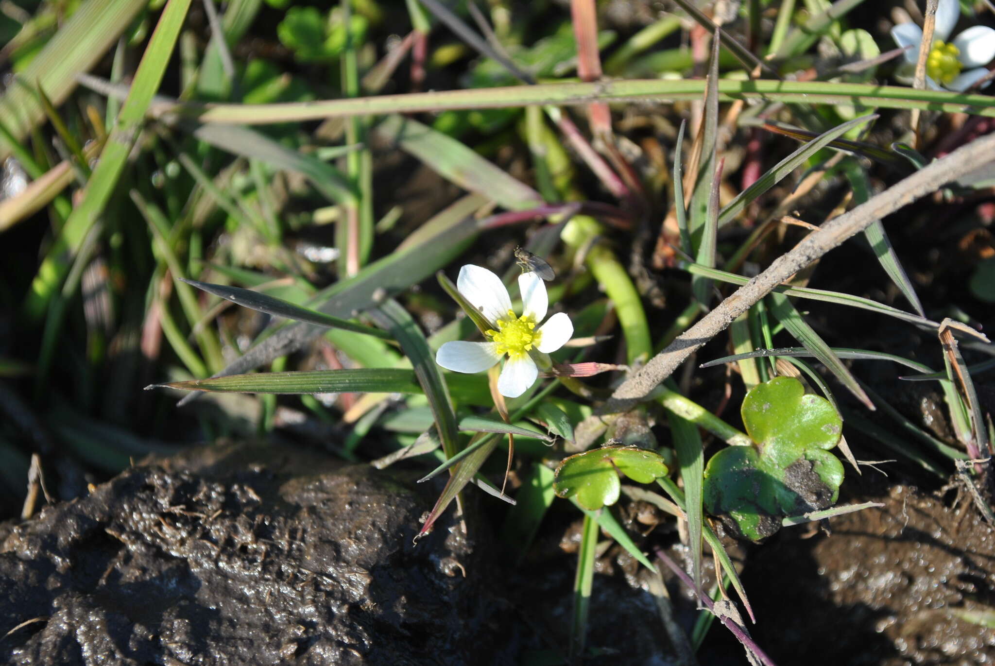 Ranunculus omiophyllus Ten.的圖片