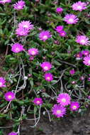 Image of Delosperma grantiae L. Bol.