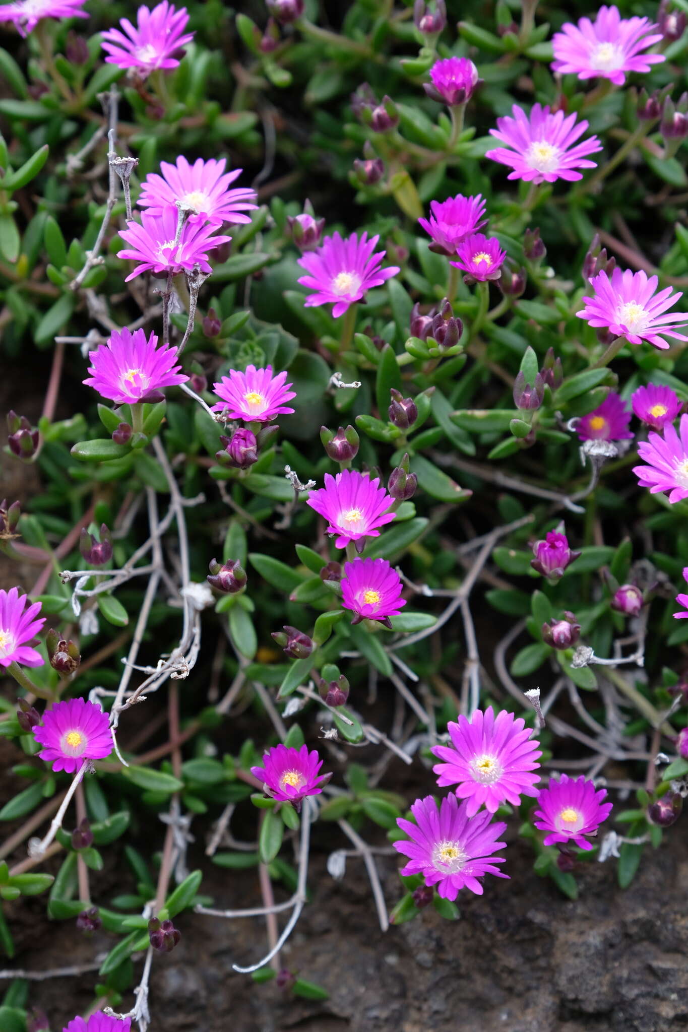 Image of Delosperma grantiae L. Bol.