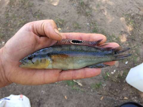 Image of Pike cichlid