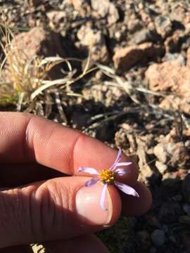 Image of Lava aster