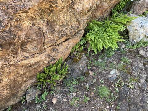 Image de Polystichum kruckebergii W. H. Wagner