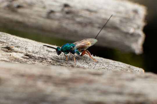 Torymus calcaratus Nees 1834 resmi