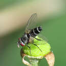 Image of Clausicella suturata Rondani 1859