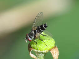 Image of Clausicella suturata Rondani 1859