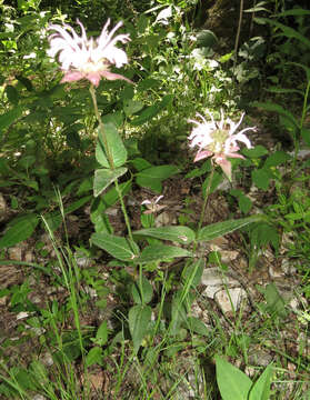 Image of eastern beebalm