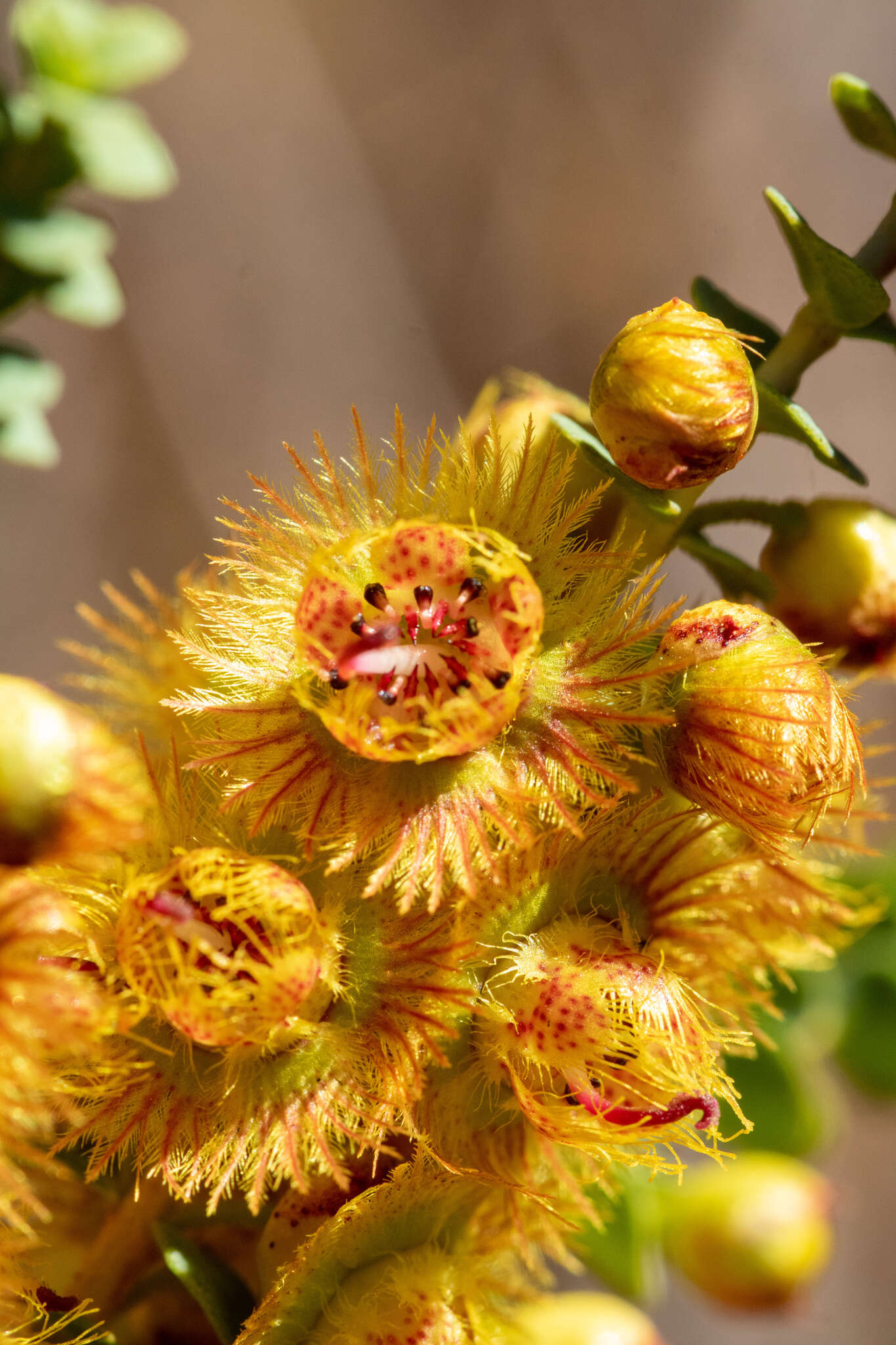 Image de Verticordia chrysostachys Meissn.