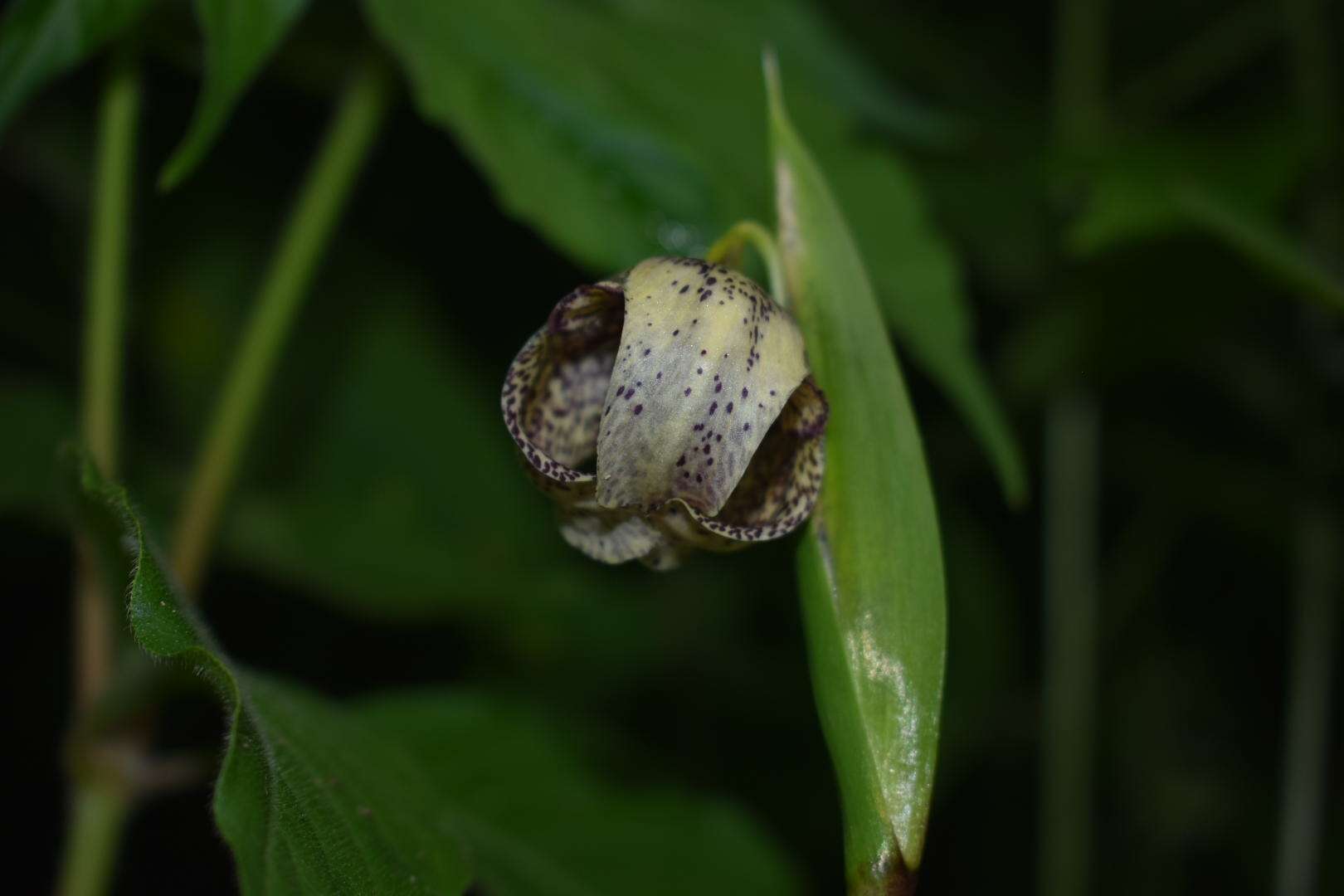 Image of Tigridia ehrenbergii subsp. ehrenbergii