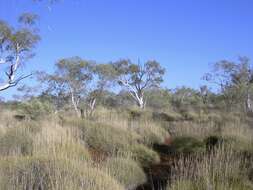 Imagem de Eucalyptus leucophloia subsp. leucophloia