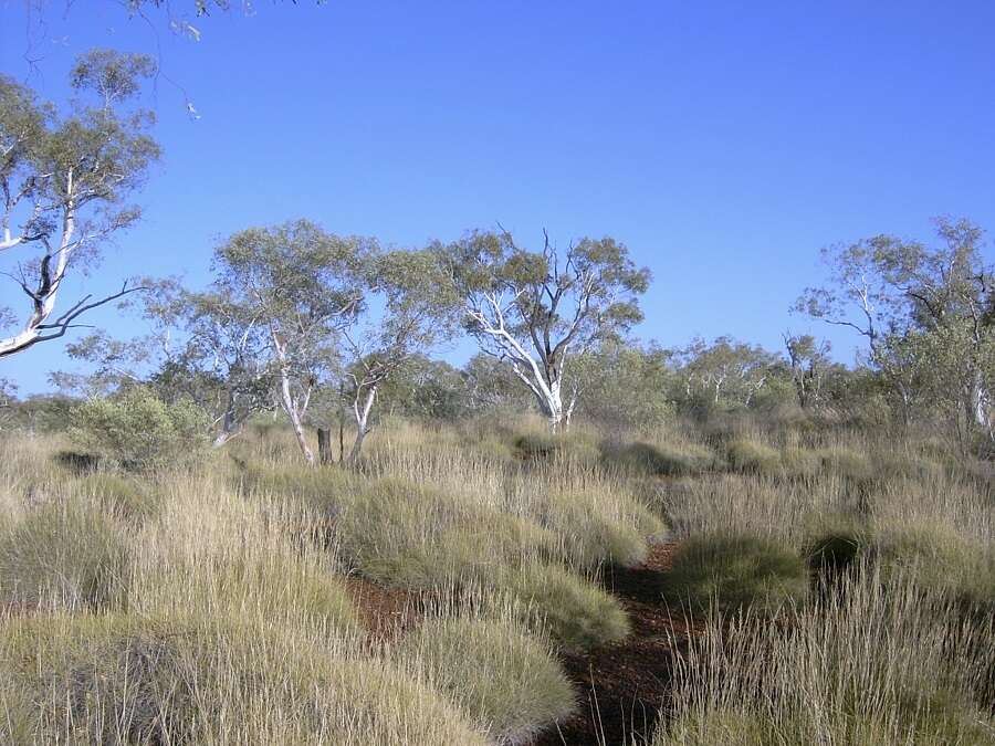 Image of Eucalyptus leucophloia subsp. leucophloia