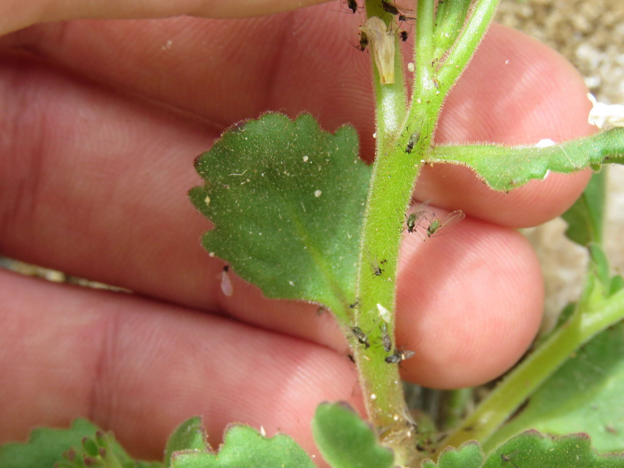 Image de Phacelia lemmonii A. Gray