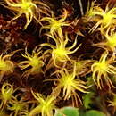 Image of giant geheebia moss