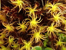 Image of giant geheebia moss