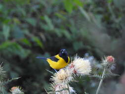 Imagem de Icterus graduacauda nayaritensis Van Rossem 1938