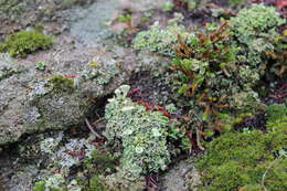 Image of Asahina's cup lichen