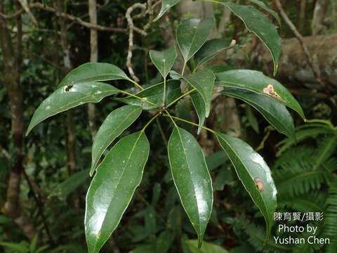 Plancia ëd Meliosma squamulata Hance