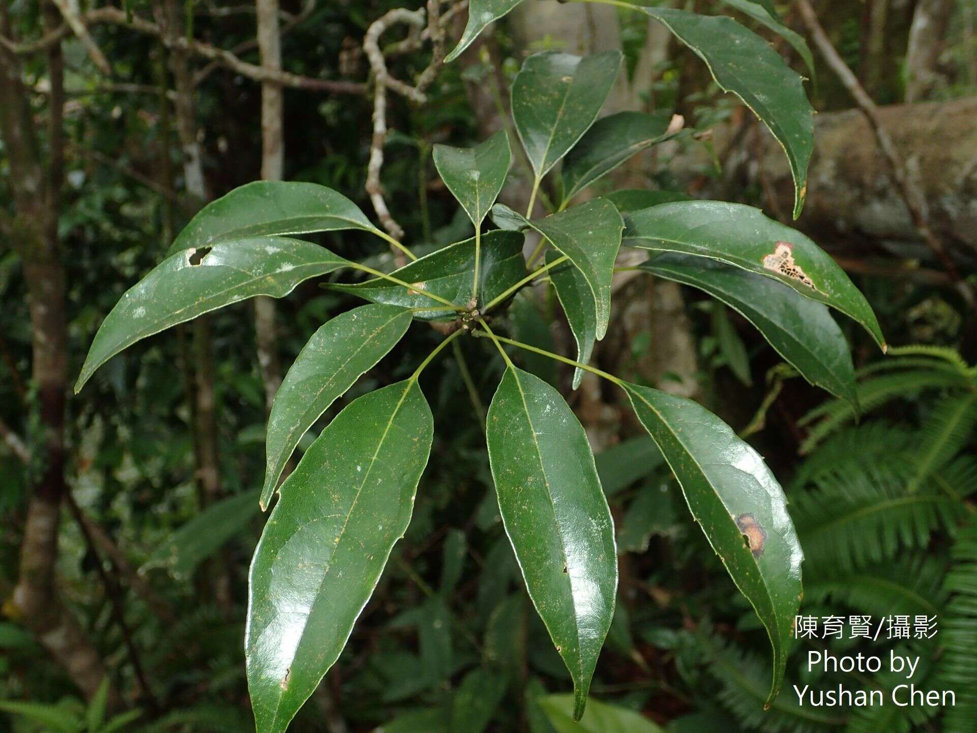 Plancia ëd Meliosma squamulata Hance