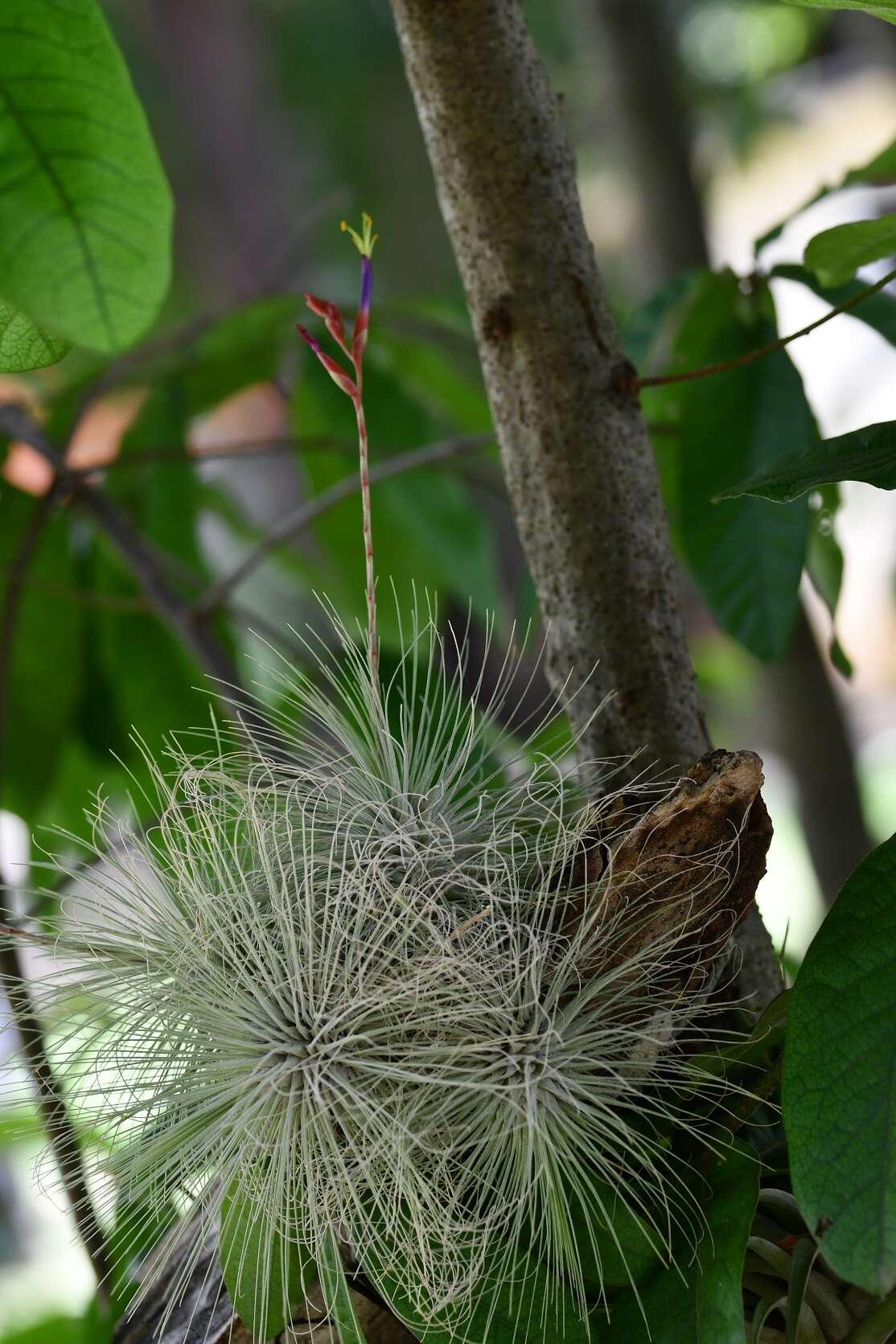 Image of Tillandsia fuchsii W. Till