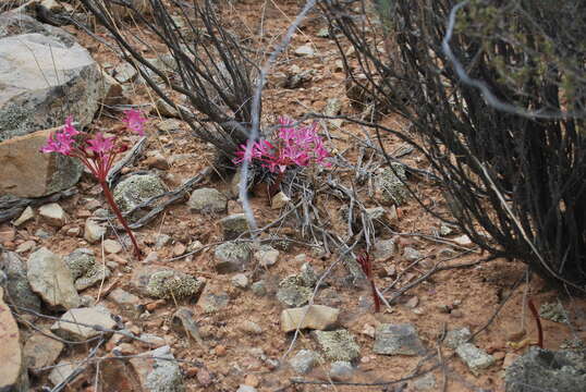 Image of Brunsvigia nervosa (Poir.)