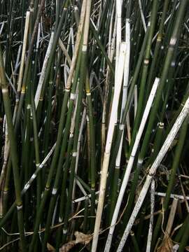 Image of Equisetum hyemale subsp. hyemale