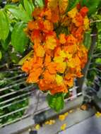 Image of Bauhinia kockiana var. kockiana