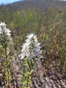 Image of Sprengelia incarnata Sm.