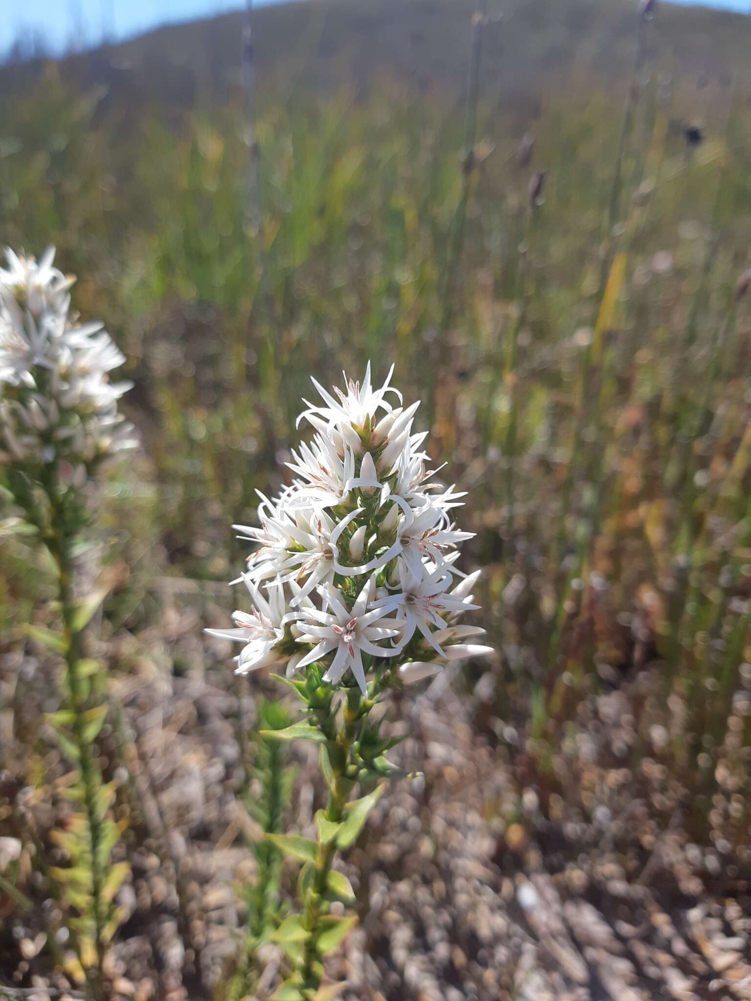 Image of Pink Swamp Heath