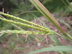 Sivun Tripsacum lanceolatum E. Fourn. kuva