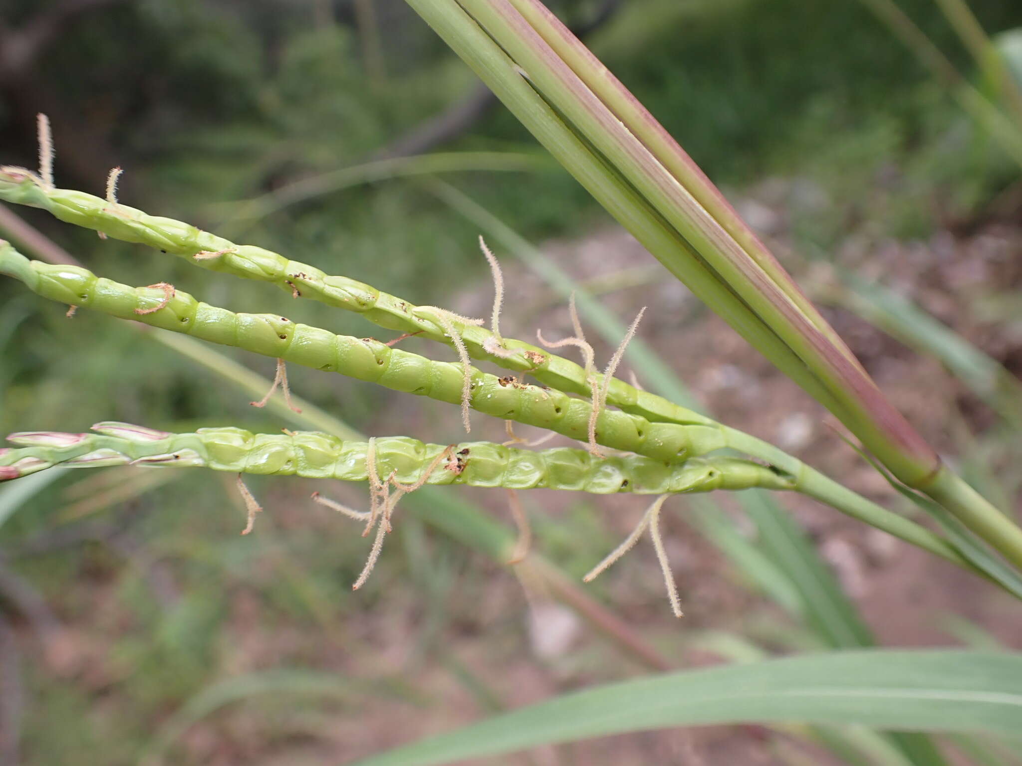 Image of Mexican gamagrass