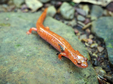 Image of Spring Salamander