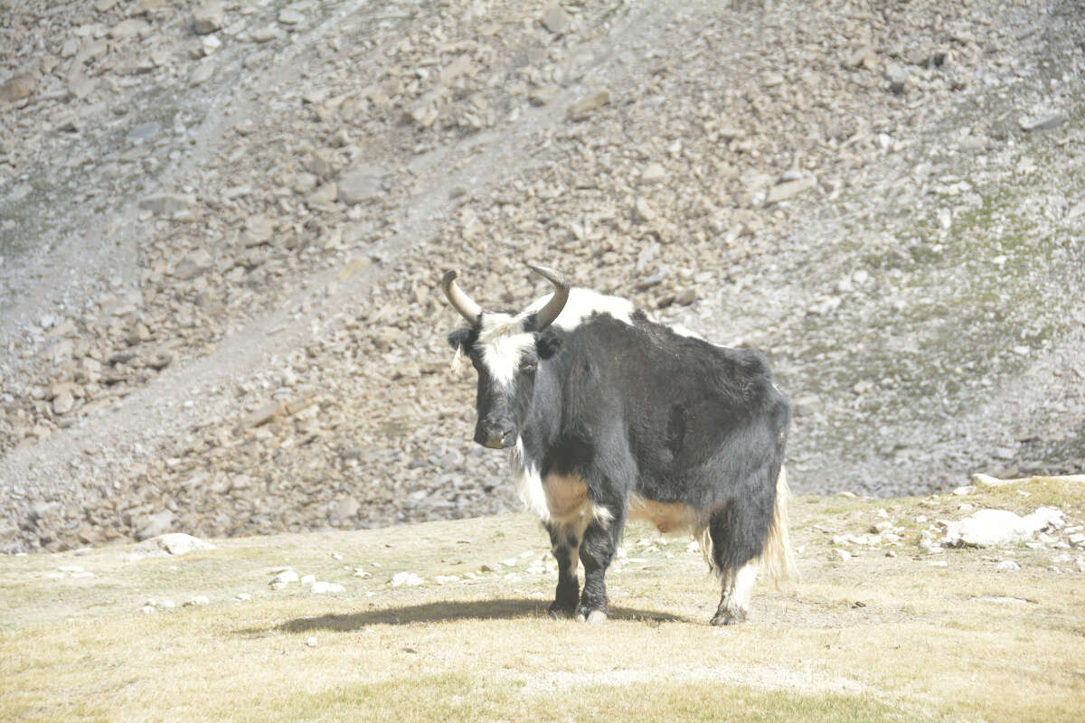 Image of yak