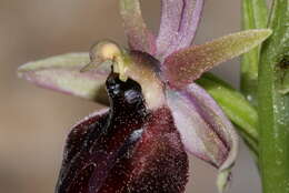 Image of Horseshoe bee-orchid
