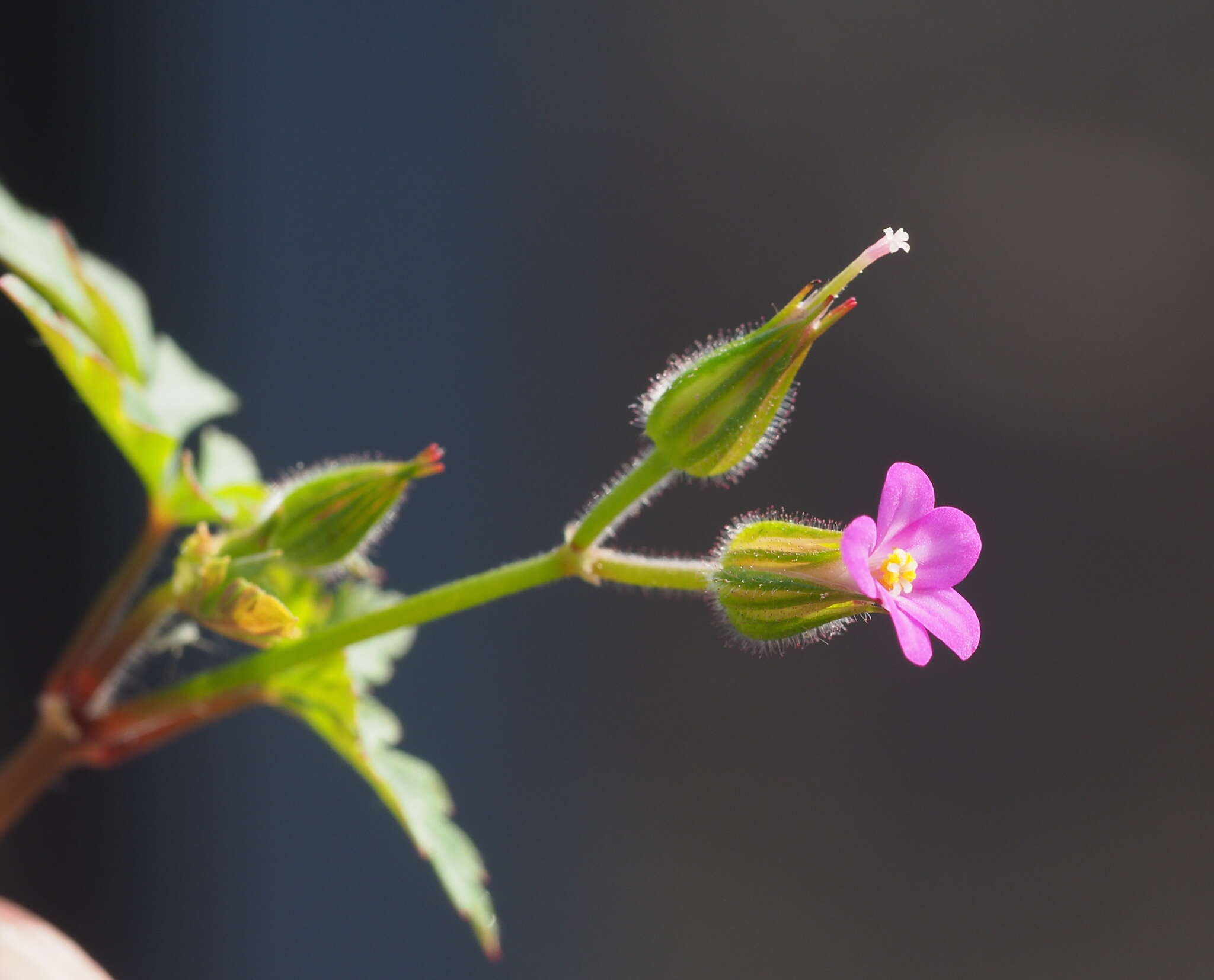 Image of Geranium purpureum Vill.