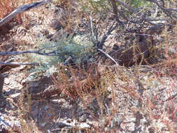 Image of Varanus panoptes rubidus Storr 1980