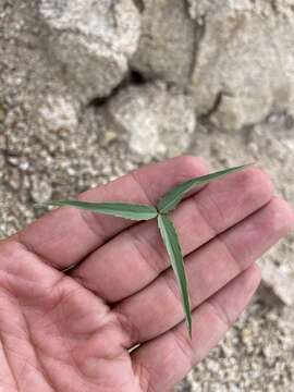 Trifolium kingii subsp. dedeckerae (J. M. Gillett) D. Heller的圖片