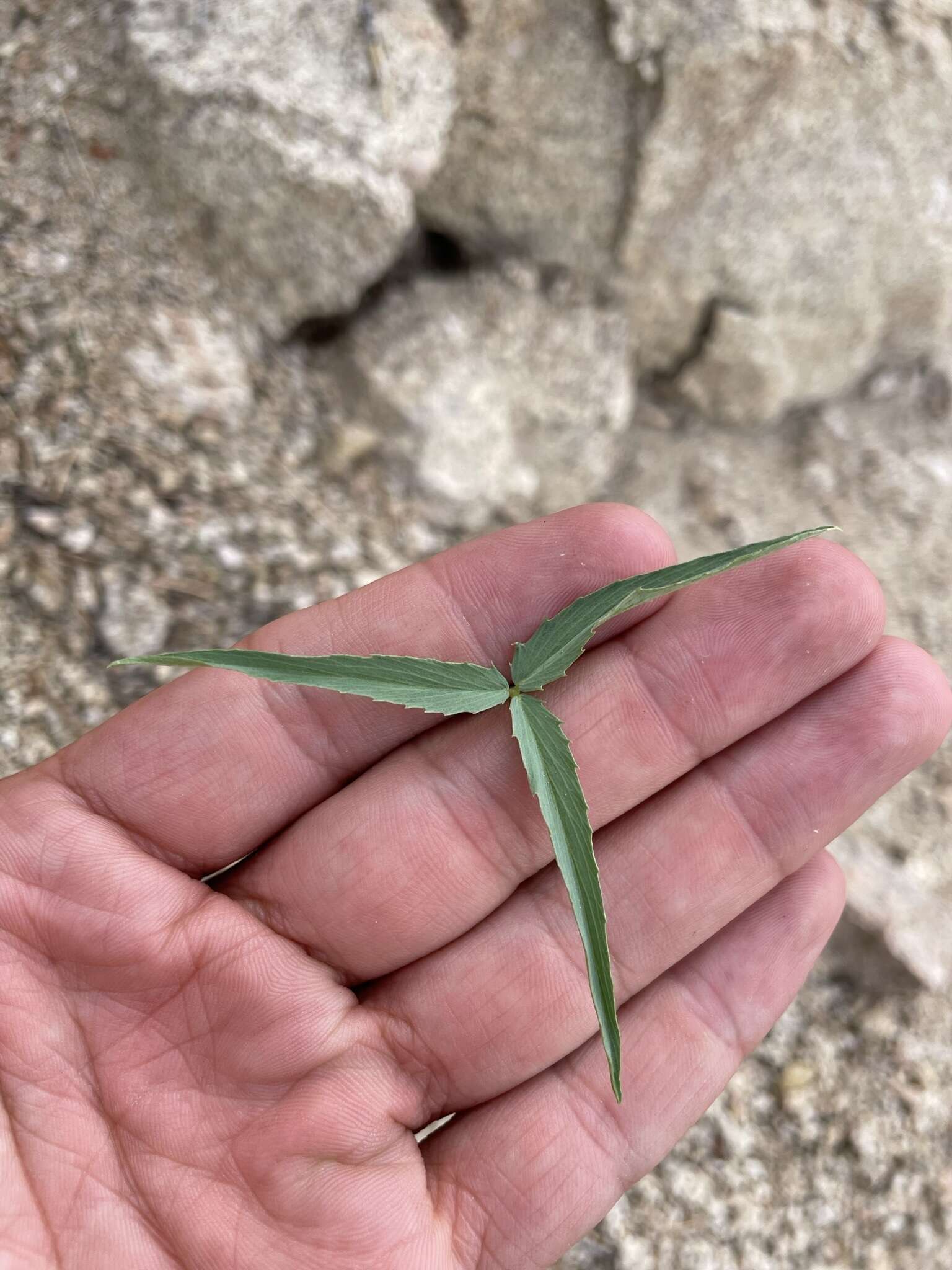 Image of Dedecker's clover